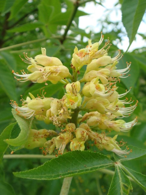 Aesculus x neglecta fleur detail